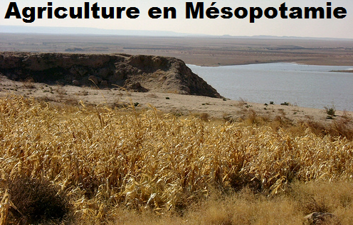 Agriculture en mesopotamie